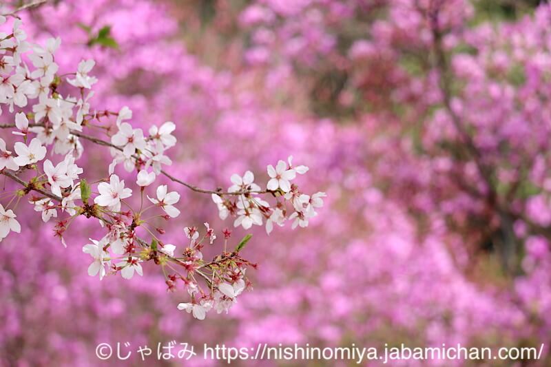 廣田神社 コバノミツバツツジと桜