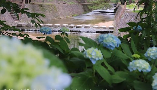 【6月初旬〜中旬】夙川公園で紫陽花（あじさい）が楽しめます